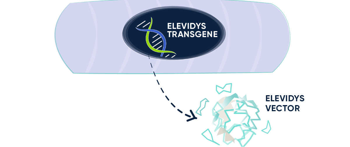 ELEVIDYS transgene in the muscle cell