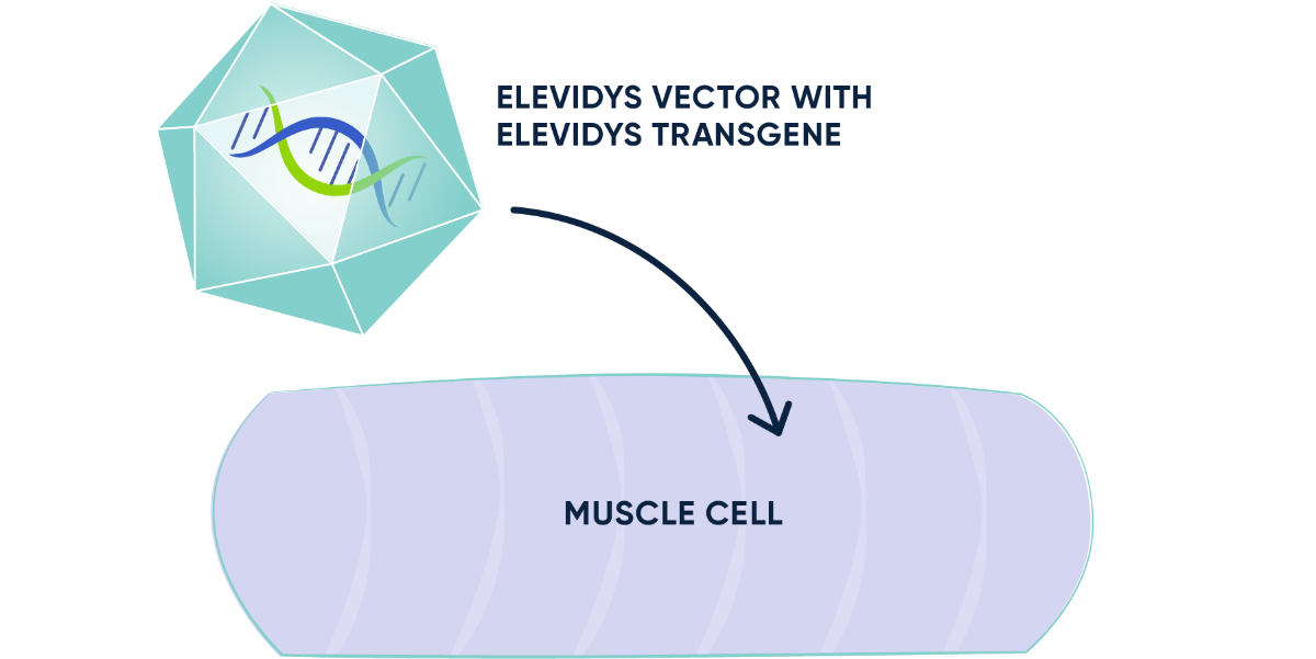 ELEVIDYS vector entering the muscle cell