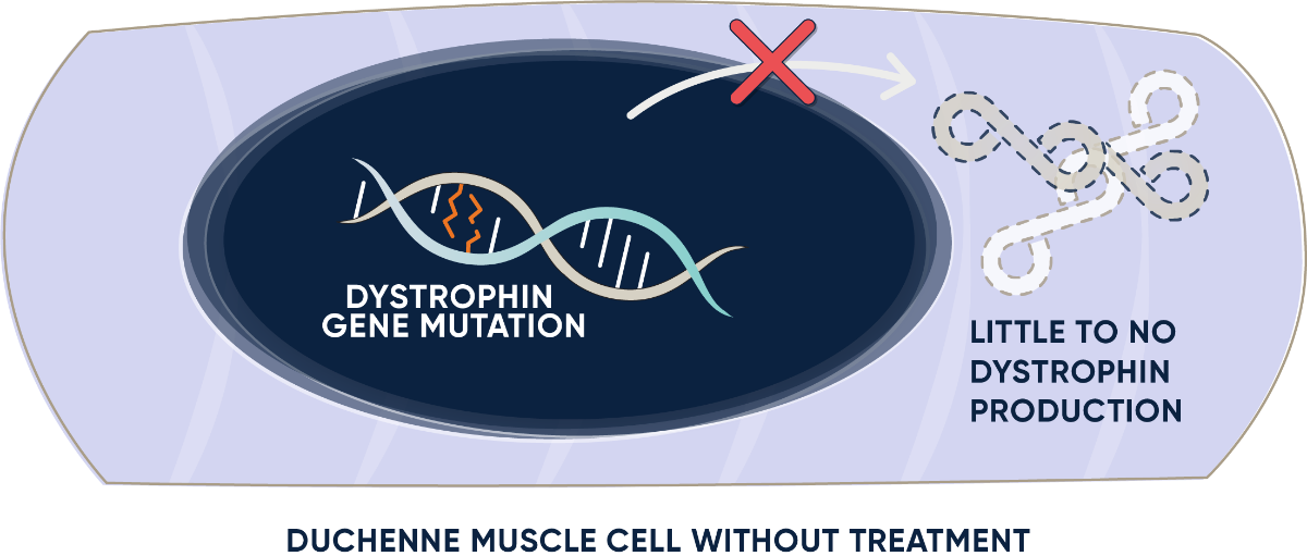 Duchenne muscle cell without treatment