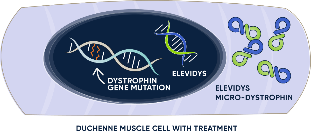 Duchenne muscle cell with ELEVIDYS micro-dystrophin