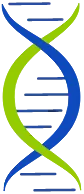 ELEVIDYS transgene