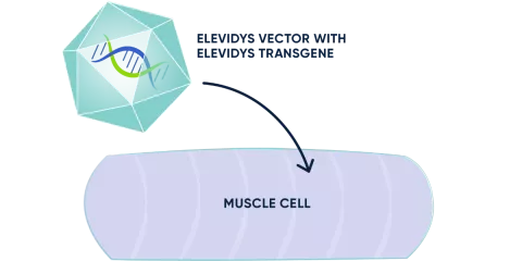 ELEVIDYS vector entering the muscle cell