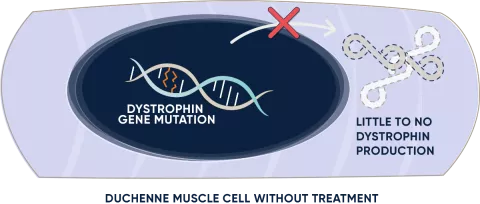Duchenne muscle cell without treatment