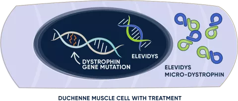 Duchenne muscle cell with ELEVIDYS micro-dystrophin