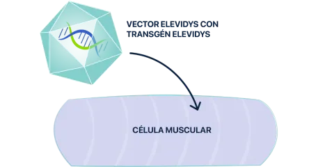 Vector ELEVIDYS ingresando a la célula muscular