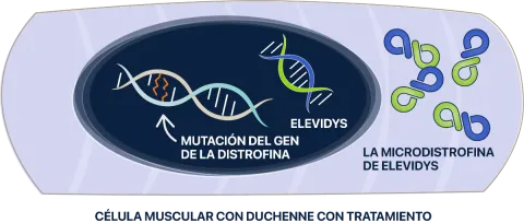 Célula muscular de Duchenne con microdistrofina de ELEVIDYS