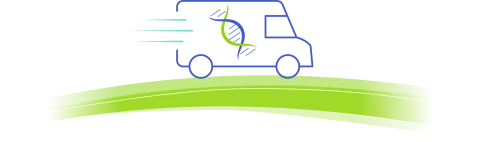ELEVIDYS delivers a new version of dystrophin