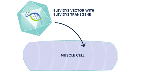 ELEVIDYS vector entering the muscle cell