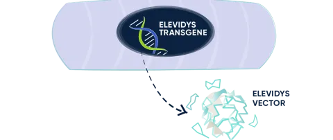 ELEVIDYS transgene in the muscle cell